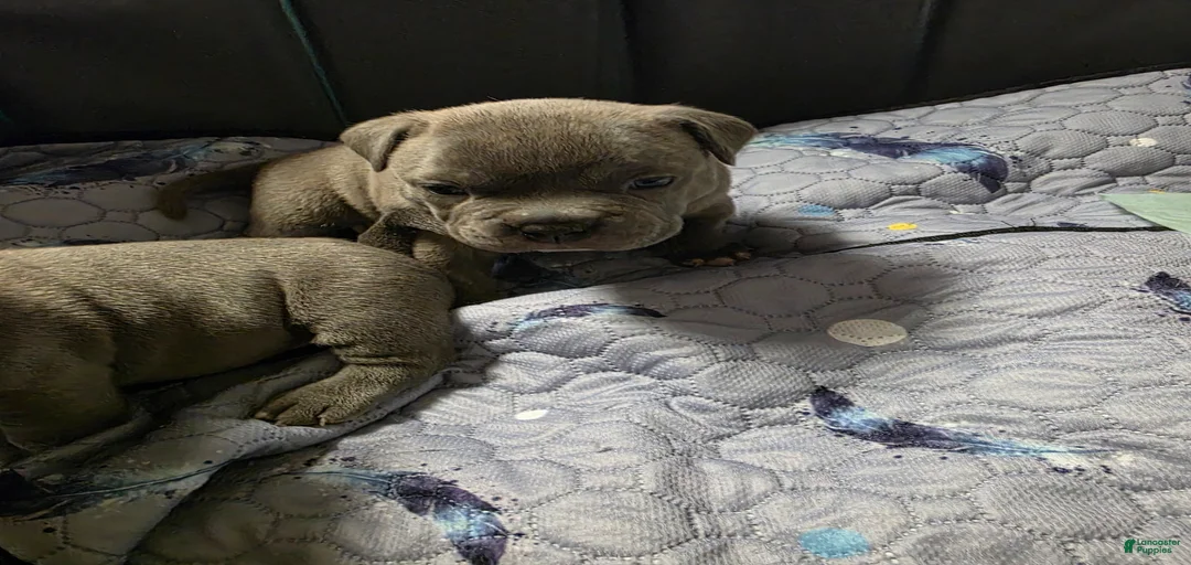 Gallery Image {{count}}