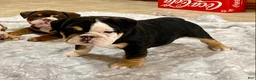 English Bulldog dogs for sale: Twila - Ad 3