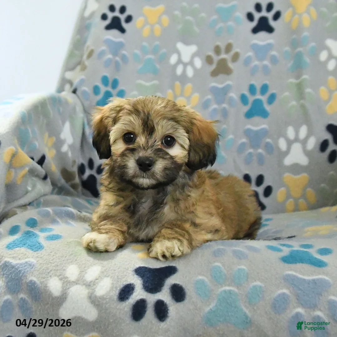 Mixed Breed dogs for sale: Oreo - Ad 1