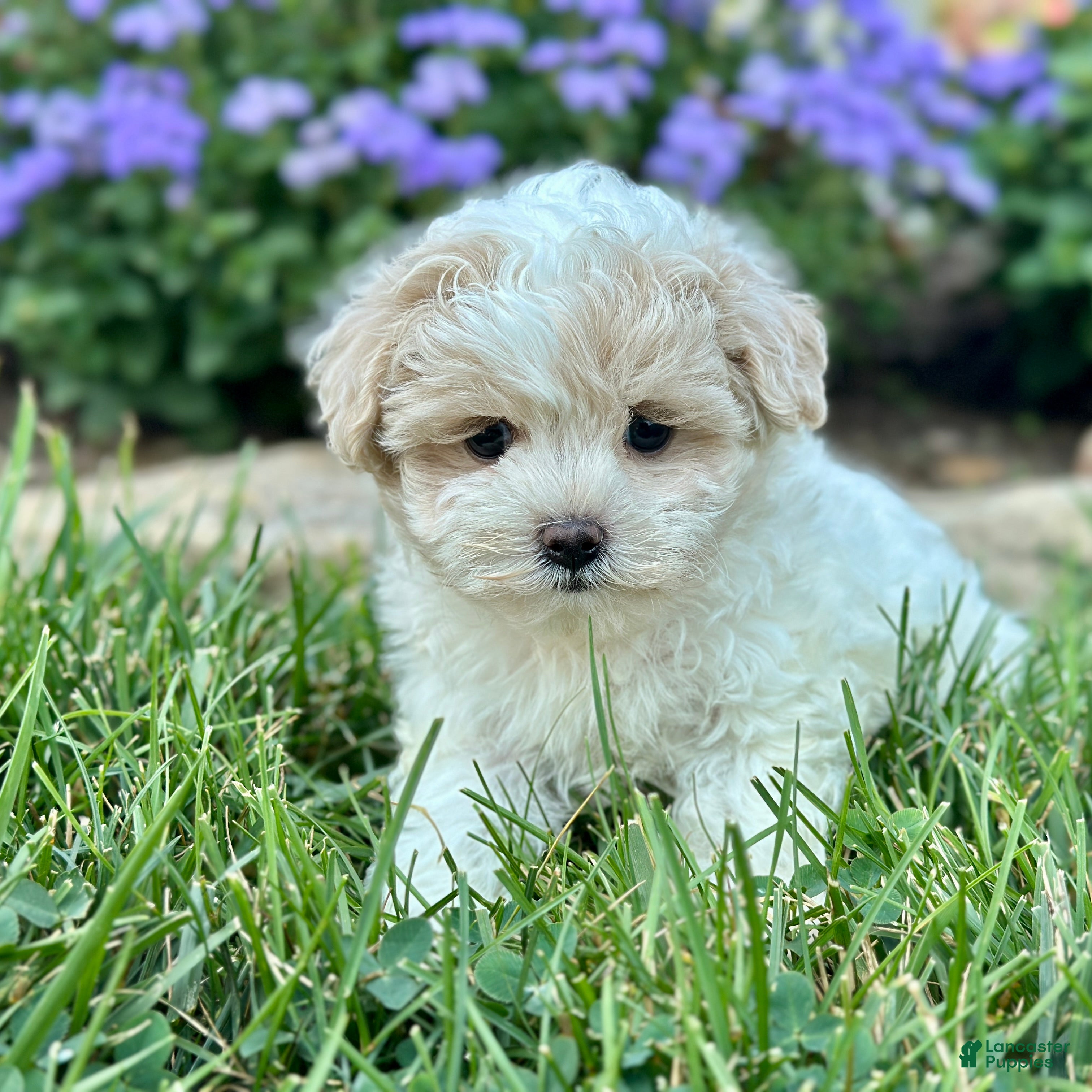 Maltipoo dogs Casey - Ad 2