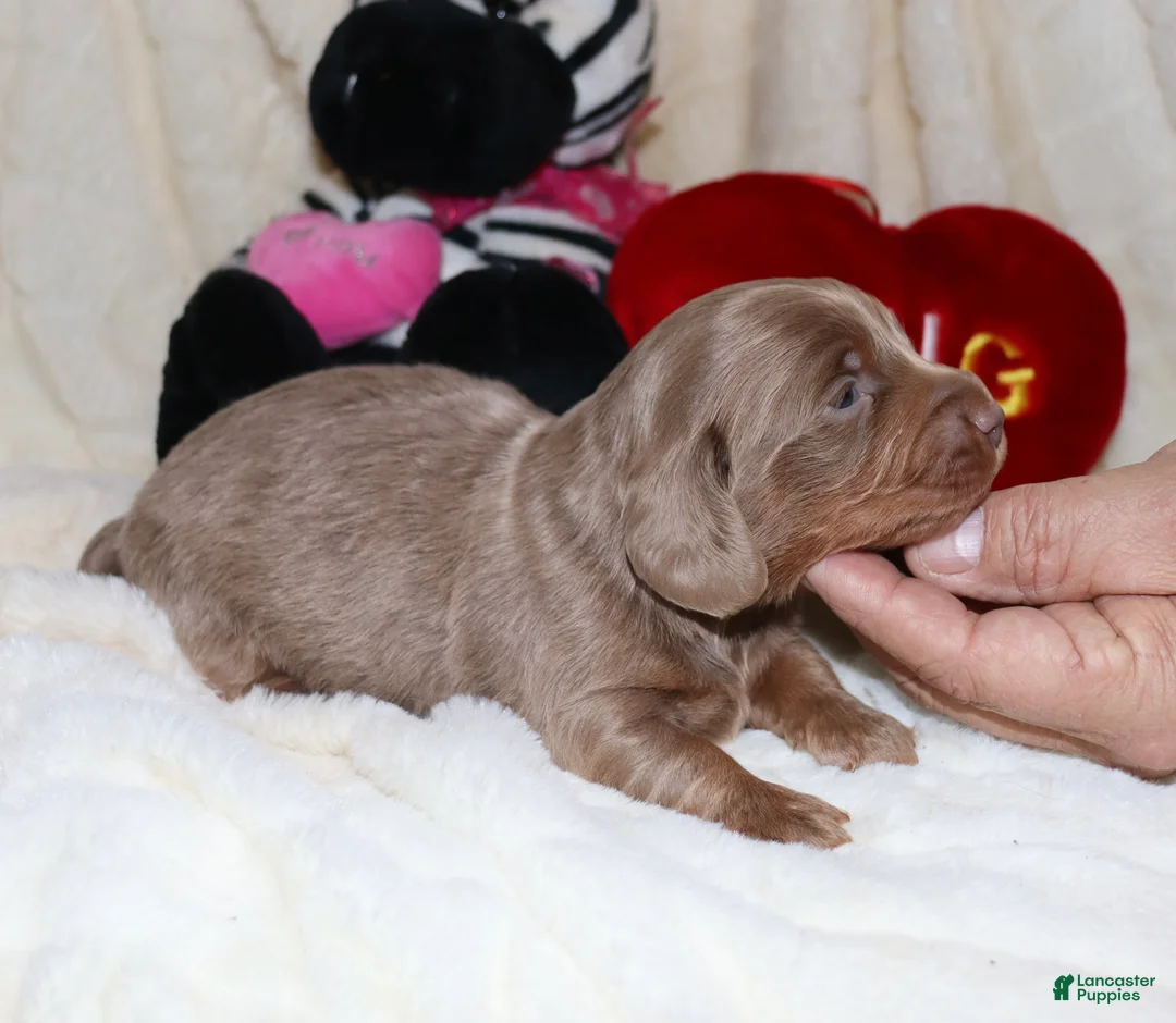 Miniature Dachshund dogs for sale: Isaac - Ad 2