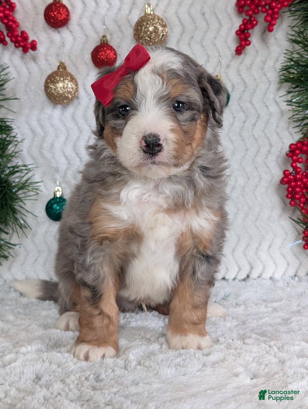 Mini Bernedoodle dogs for sale: Mini Bodie - Ad 4