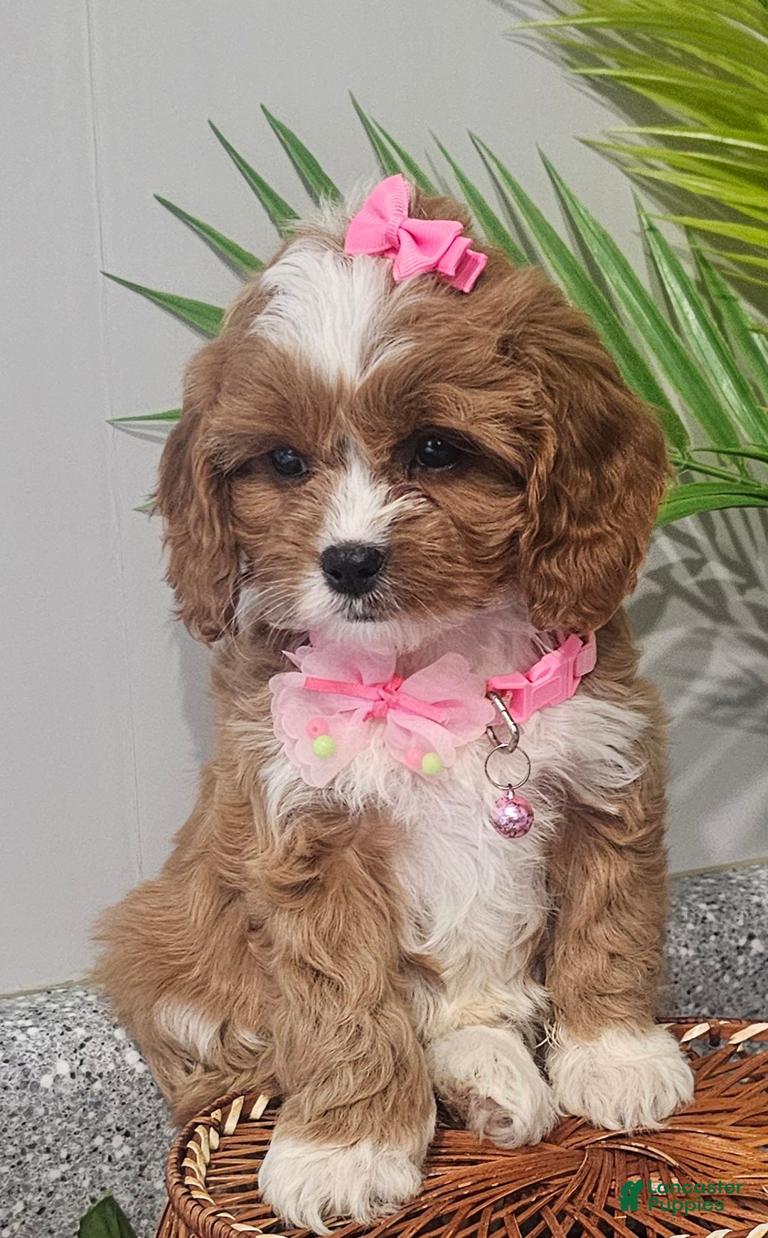 Cavapoo dogs for sale: Lil Shiloh  - Ad 1