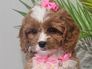 Cavapoo dogs Lil Shiloh - Ad 6