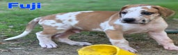 Great Dane dogs for sale: Fuji - Ad 2