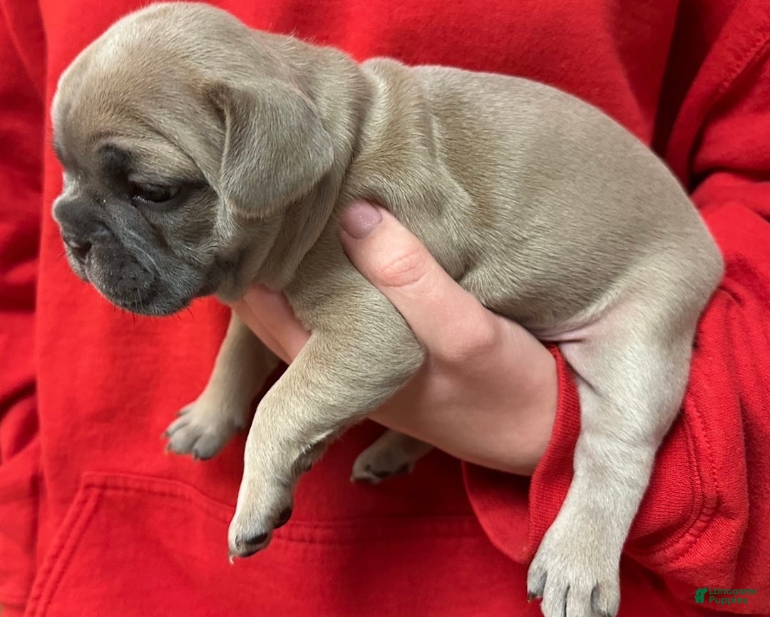 French Bulldog dogs for sale: Sabrina - Ad 5