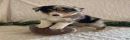 Australian Shepherd dogs for sale: Rocky - Ad 4