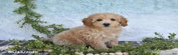 Bichpoo dogs for sale: Hazel - Ad 4