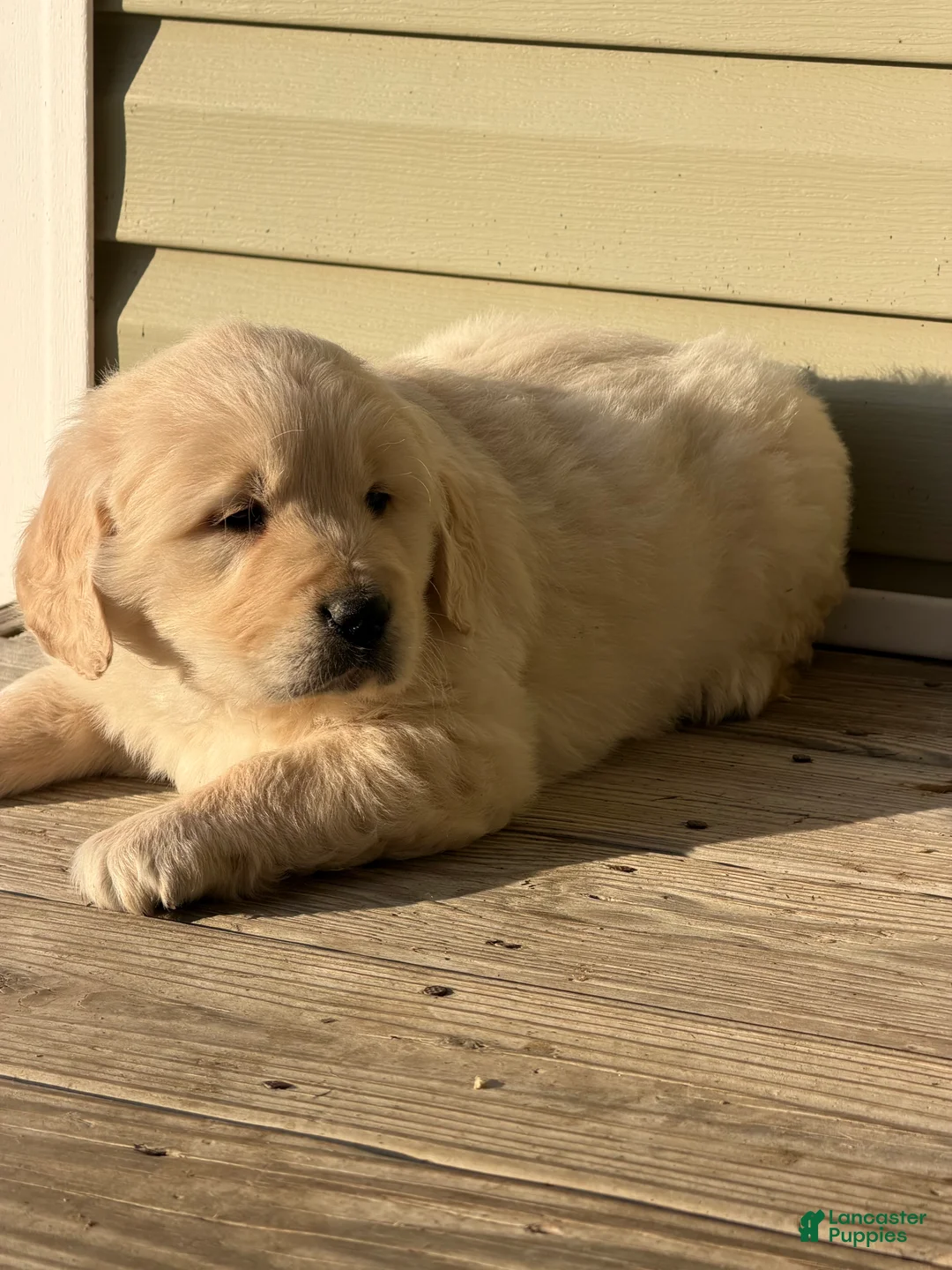 Golden Retriever dogs for sale: Will - Ad 2