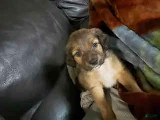 Mixed Breed dogs Mixed Breed Puppy 4 - Ad 18