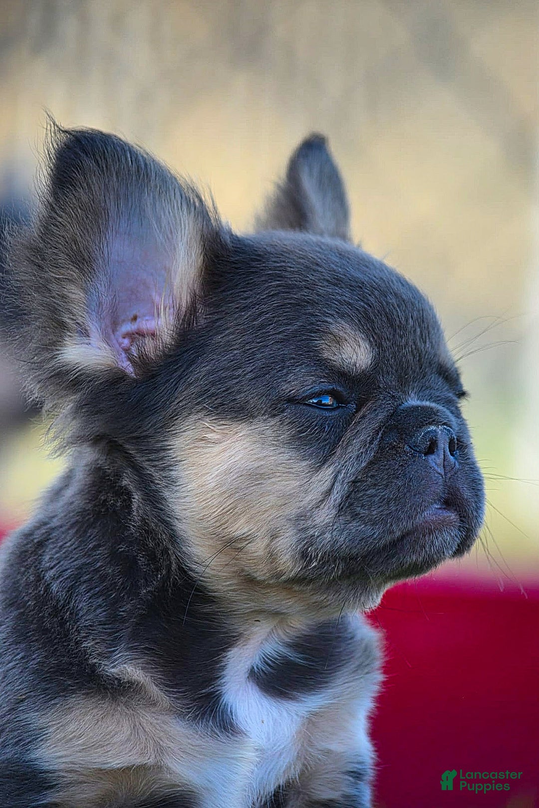 French Bulldog dogs for sale: French Bulldog Puppy 1 - Ad 1