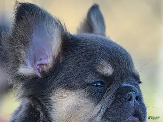 French Bulldog dogs French Bulldog Puppy 1 - Ad 8