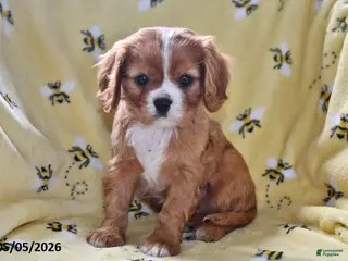 Cavalier King Charles Spaniel dogs for sale: Justice - Ad 2