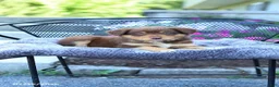 Australian Shepherd dogs for sale: Rosie - Ad 4