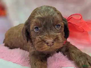 Cockapoo dogs Lyra - Ad 16