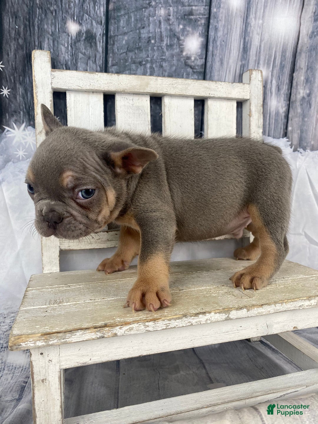 French Bulldog dogs for sale: Jasper - Ad 4