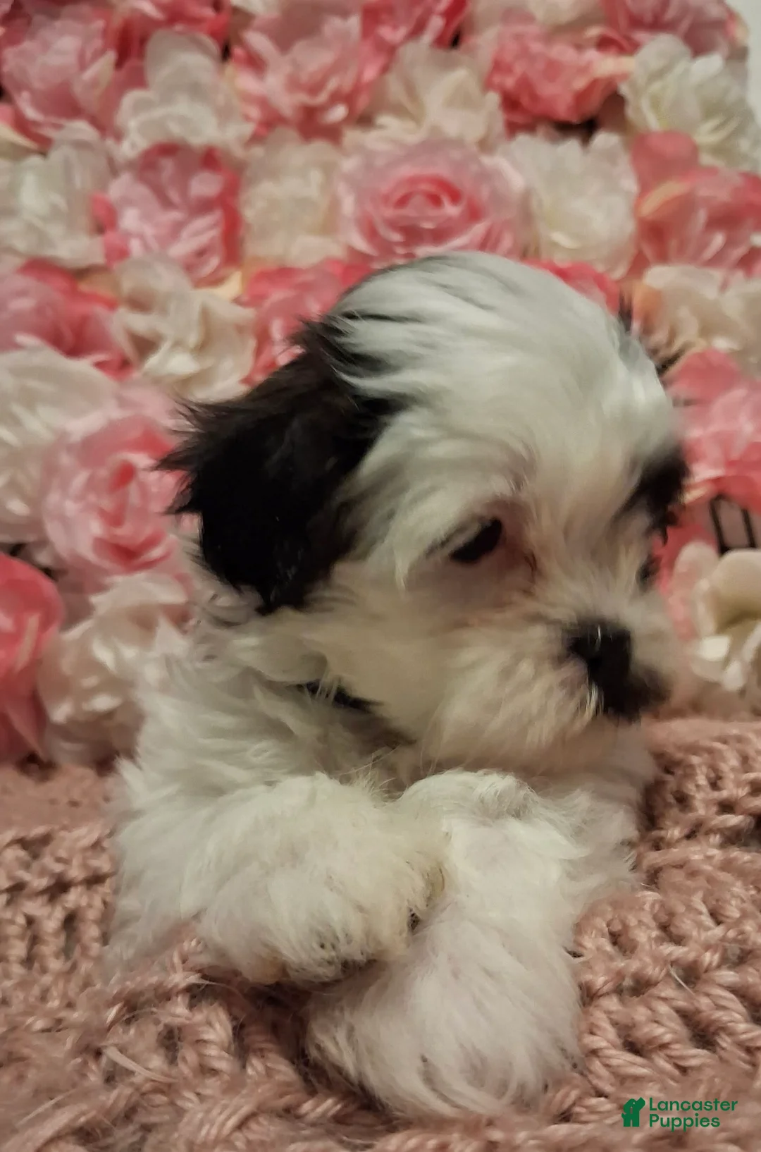 Shih Tzu dogs for sale: Joker  - Ad 6