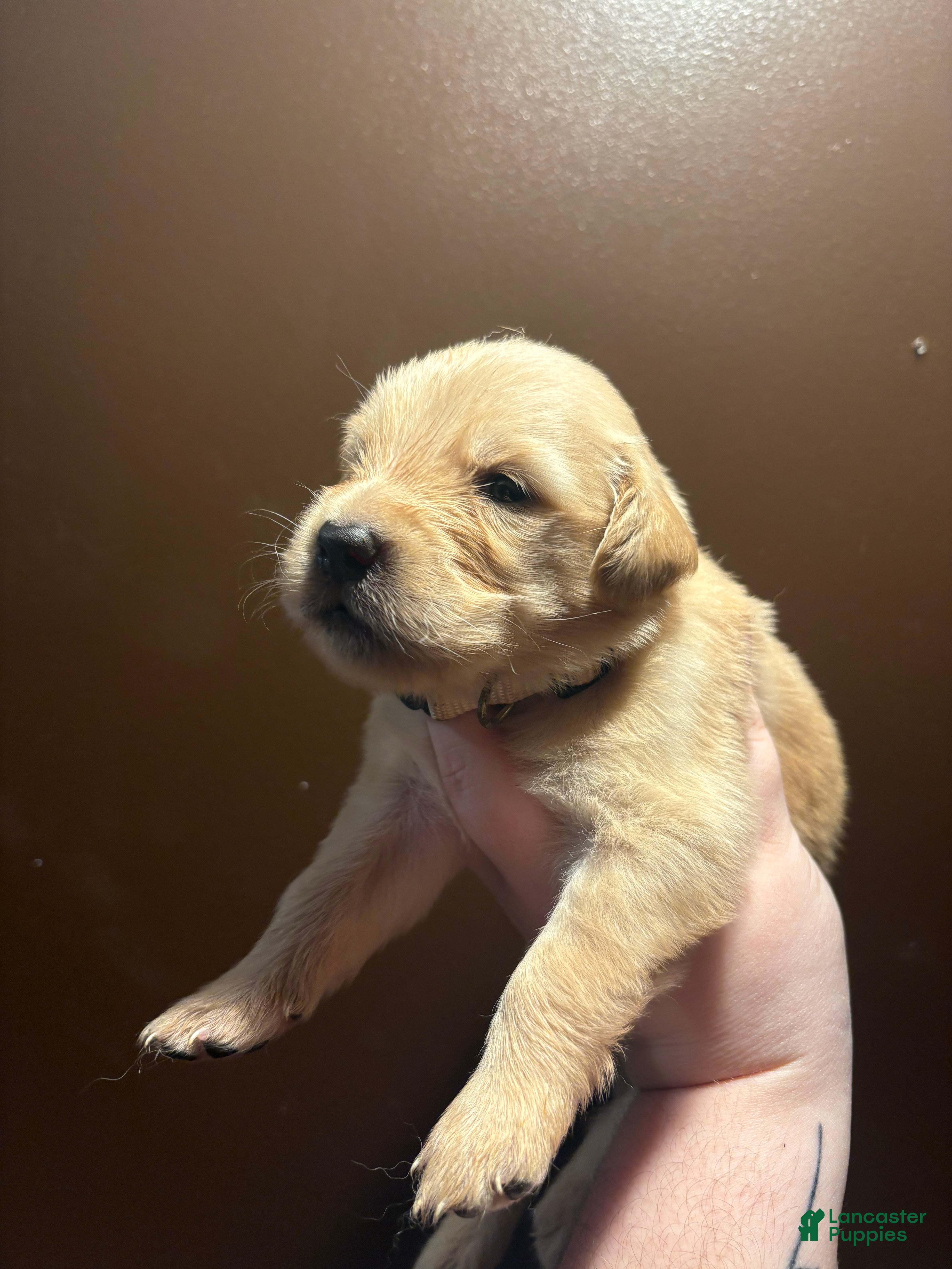Golden Retriever dogs Biscotti - Ad 8