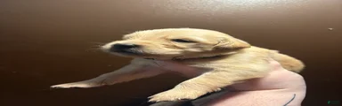 Biscotti