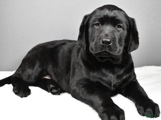 Labrador Retriever dogs - Ad 21