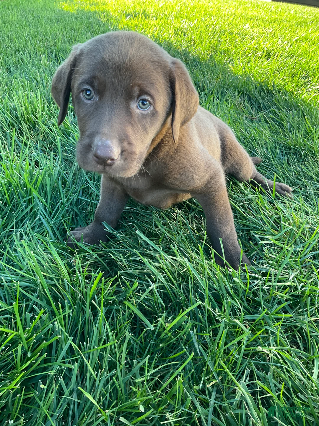 Labrador Retriever dogs for sale: Ricky - Ad 1