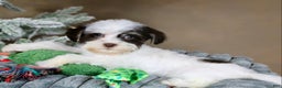 Havanese dogs for sale: Fruitcake - Ad 5