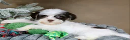 Havanese dogs for sale: Fruitcake - Ad 5