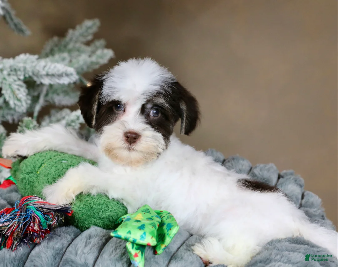 Havanese dogs for sale: Fruitcake - Ad 5