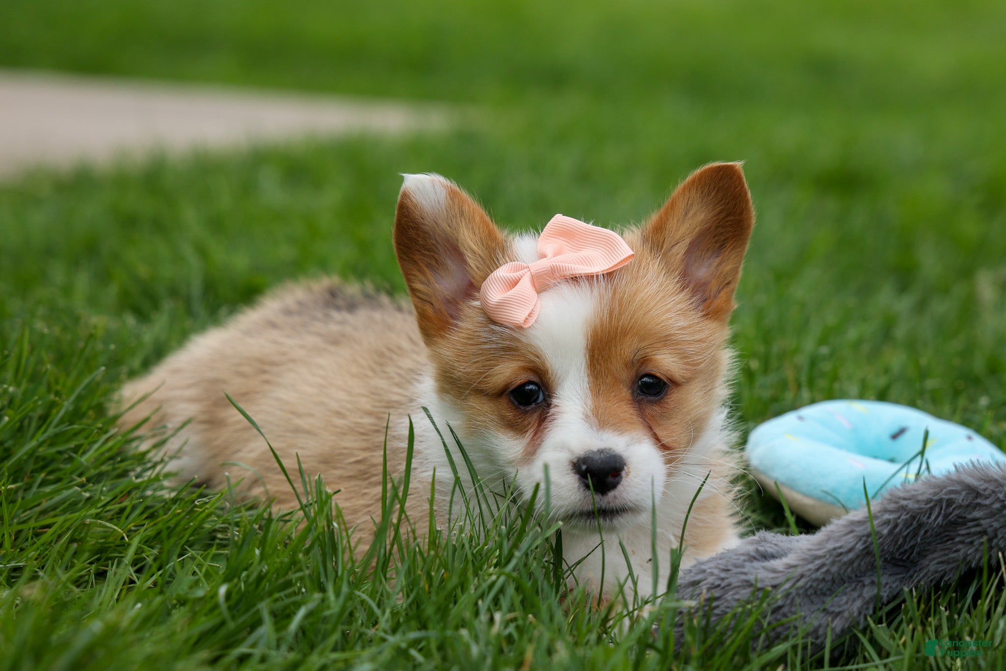 Welsh Corgi Pembroke dogs Dixie 🐶💖 - Ad 2
