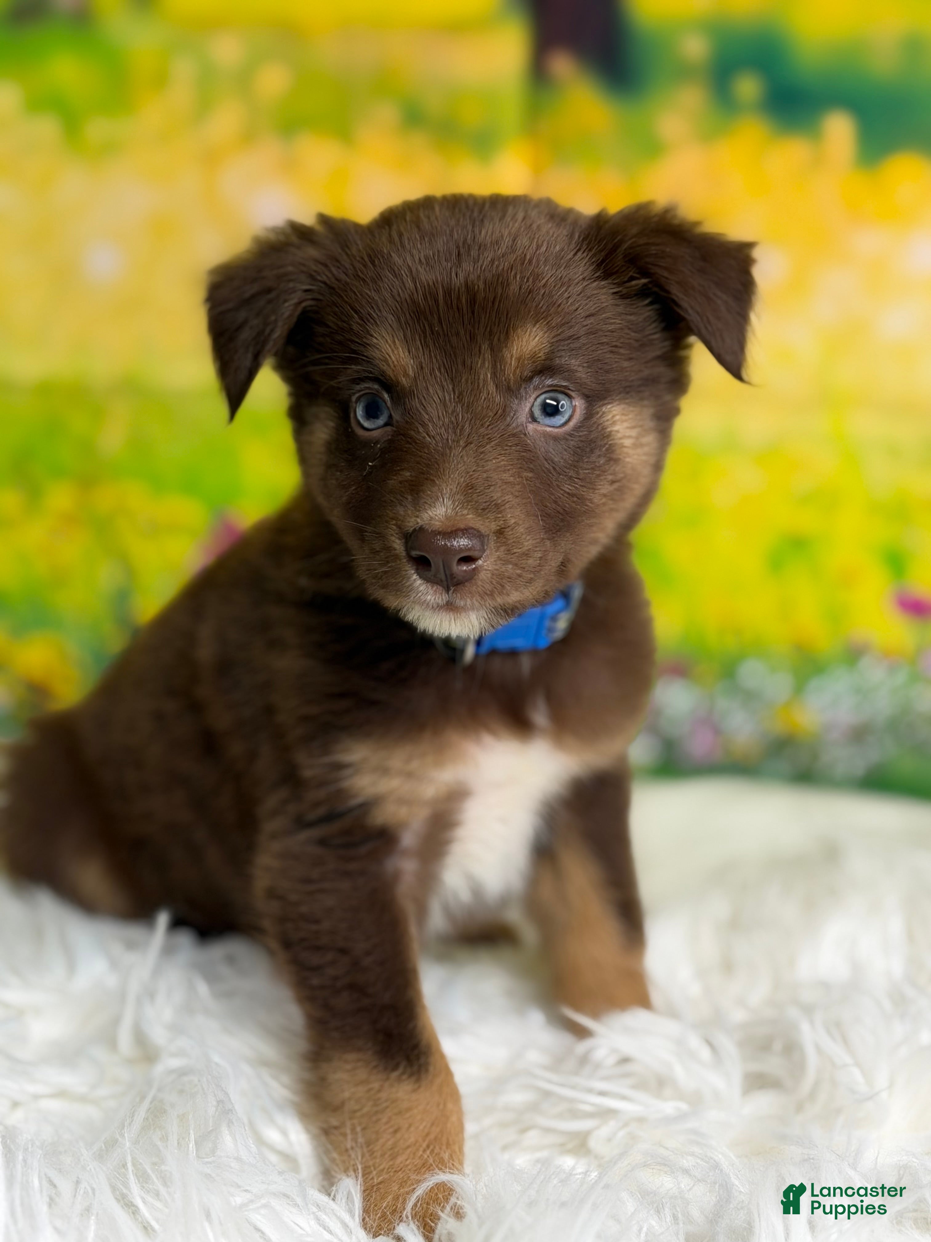 Australian Shepherd dogs Australian Shepherd Russ - Ad 1