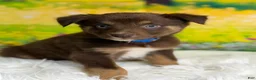 Australian Shepherd dogs for sale: Australian Shepherd Russ - Ad 1