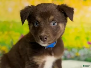 Australian Shepherd dogs for sale: Australian Shepherd Russ - Ad 2