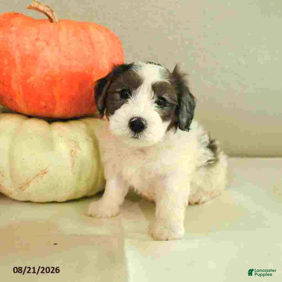Mini Bernedoodle dogs Micah - Ad 2