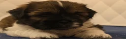 Shih Tzu dogs for sale: Shih Tzu 2 - Ad 2