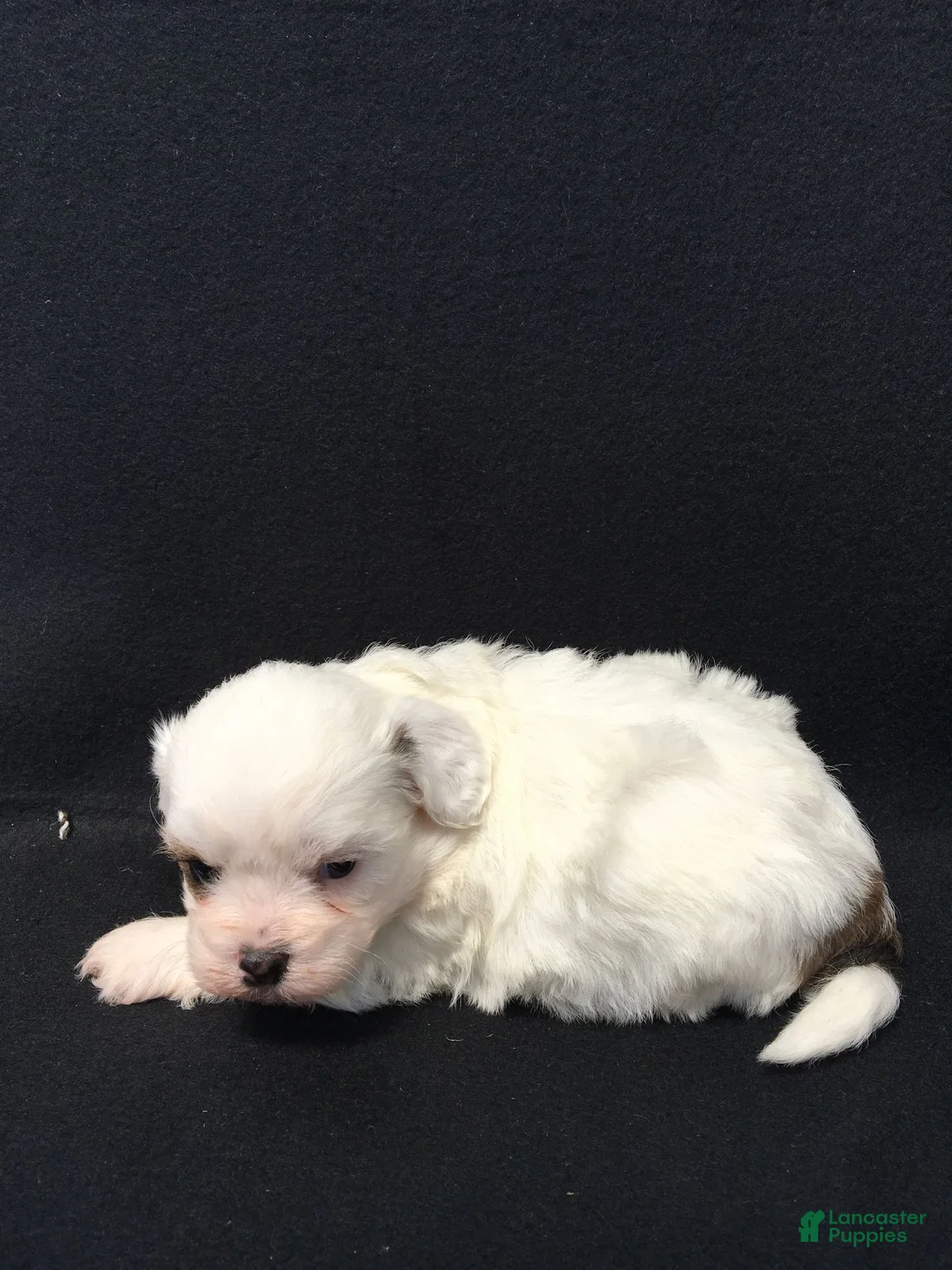 Shihpoo dogs for sale: Ronnie - Ad 1