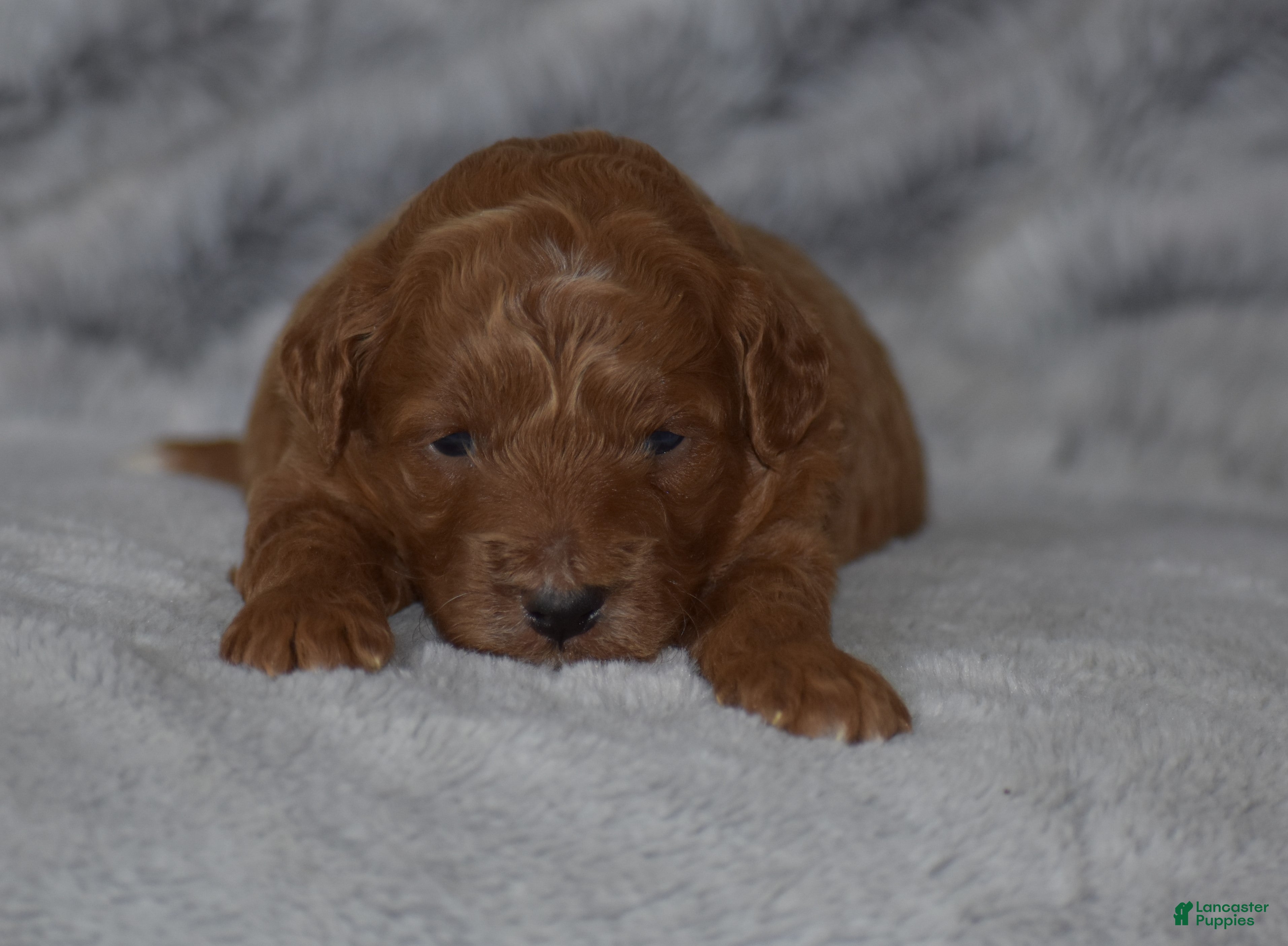 Miniature Poodle dogs Raine - Ad 2