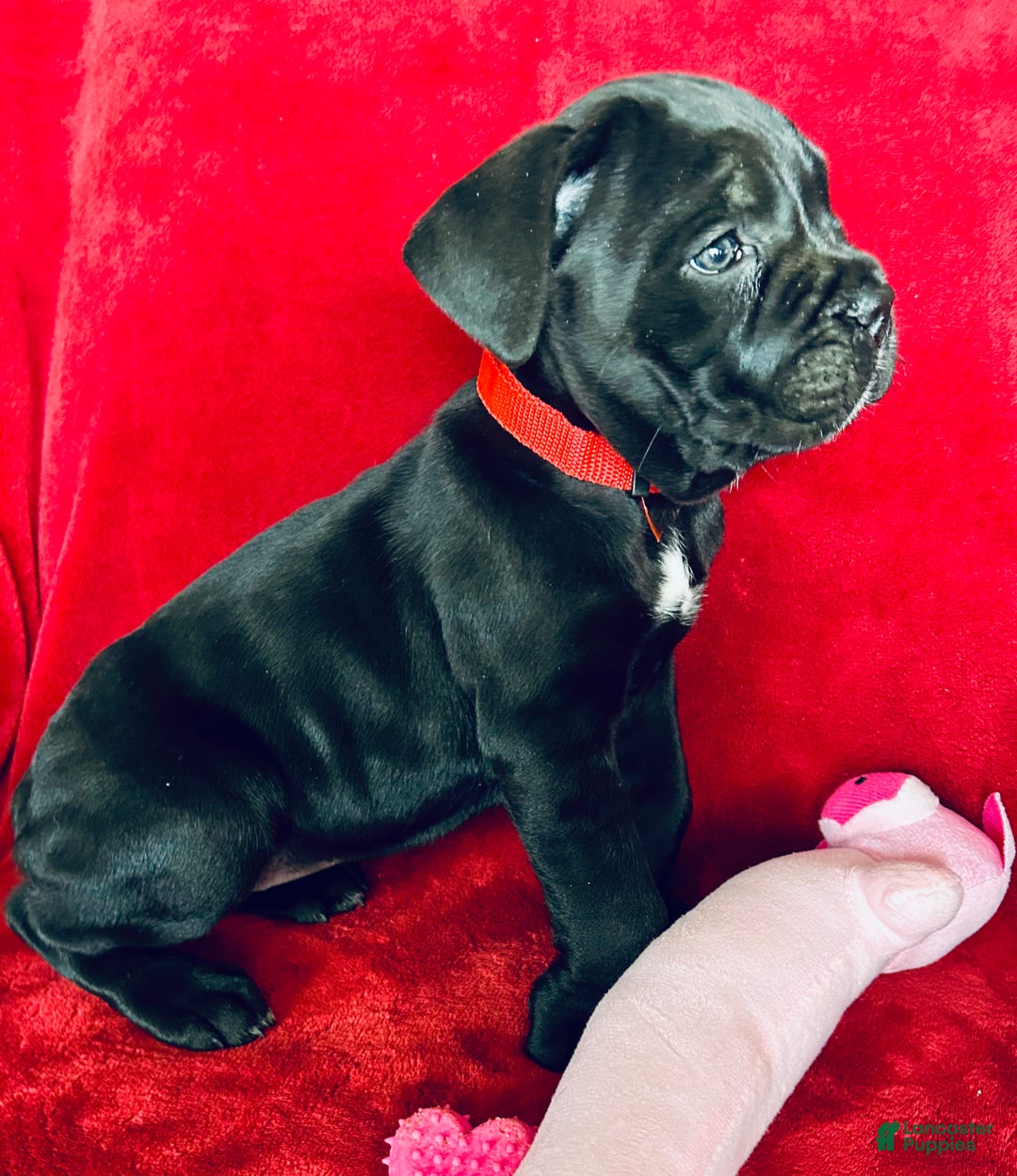 Cane Corso dogs for sale: Cane Corso Puppy 1 - Ad 6