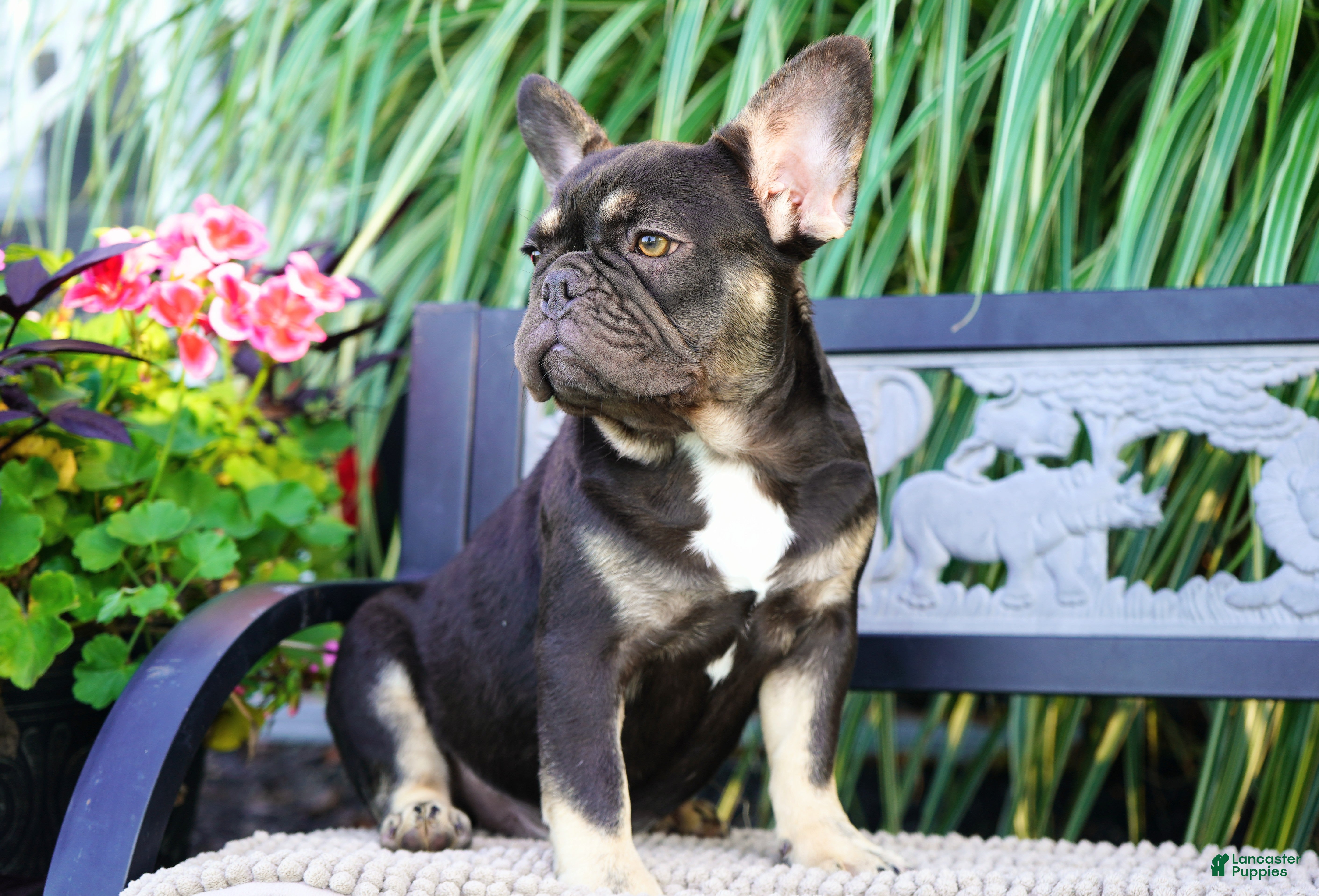 French Bulldog dogs Mochi - Ad 1