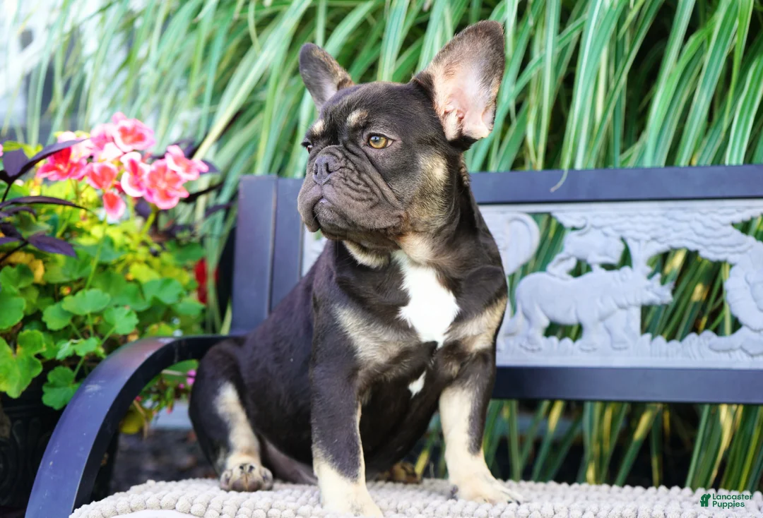 French Bulldog dogs for sale: Mochi - Ad 1