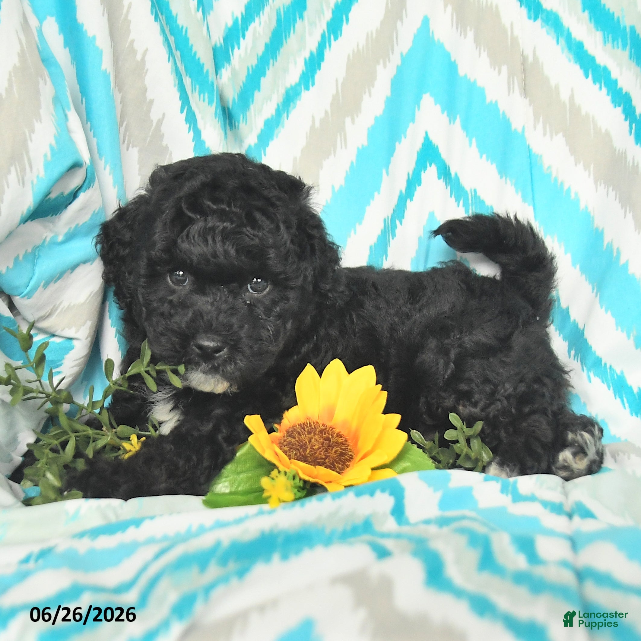 Mini Goldendoodle dogs Justin - Ad 2