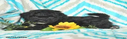 Mini Goldendoodle dogs for sale: Justin - Ad 2