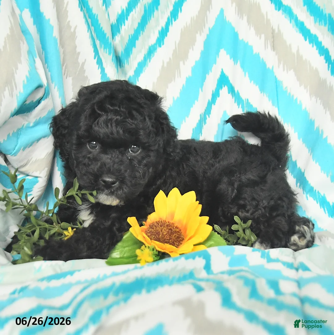 Mini Goldendoodle dogs for sale: Justin - Ad 2