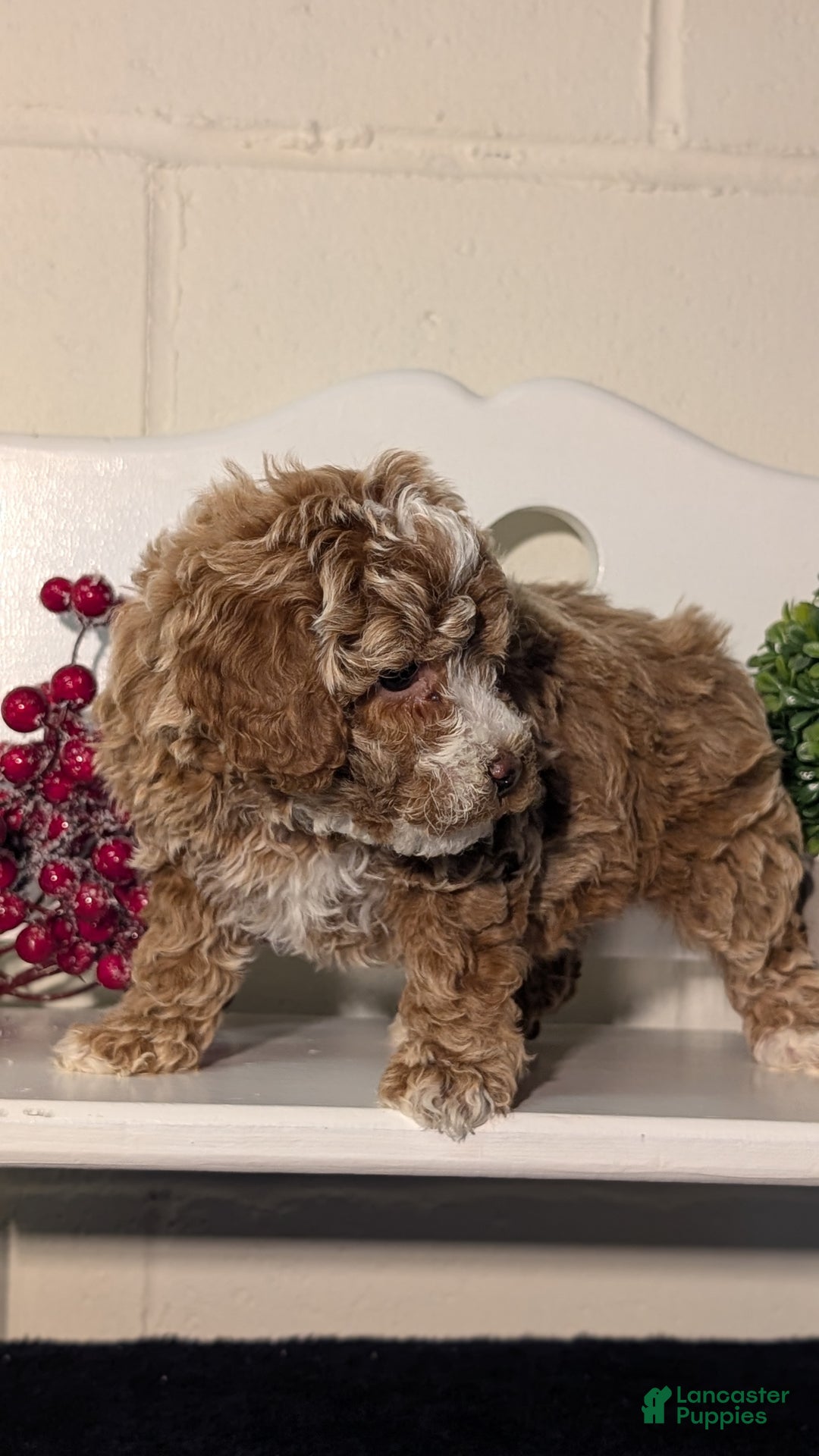 Miniature Poodle dogs for sale: Hazel - Ad 8