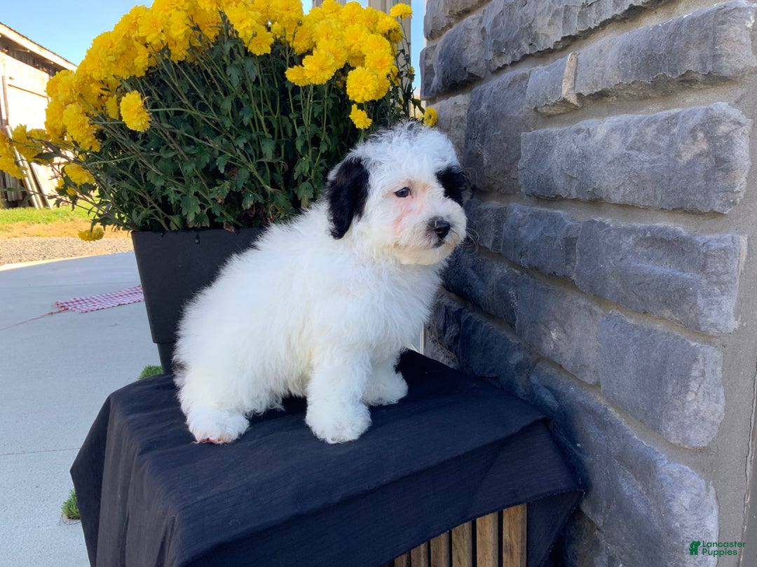 Mixed Breed dogs for sale: Cody - Ad 5