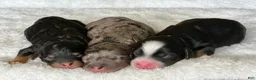 Mixed Breed dogs for sale: Tricolor Micro Mini - Ad 8