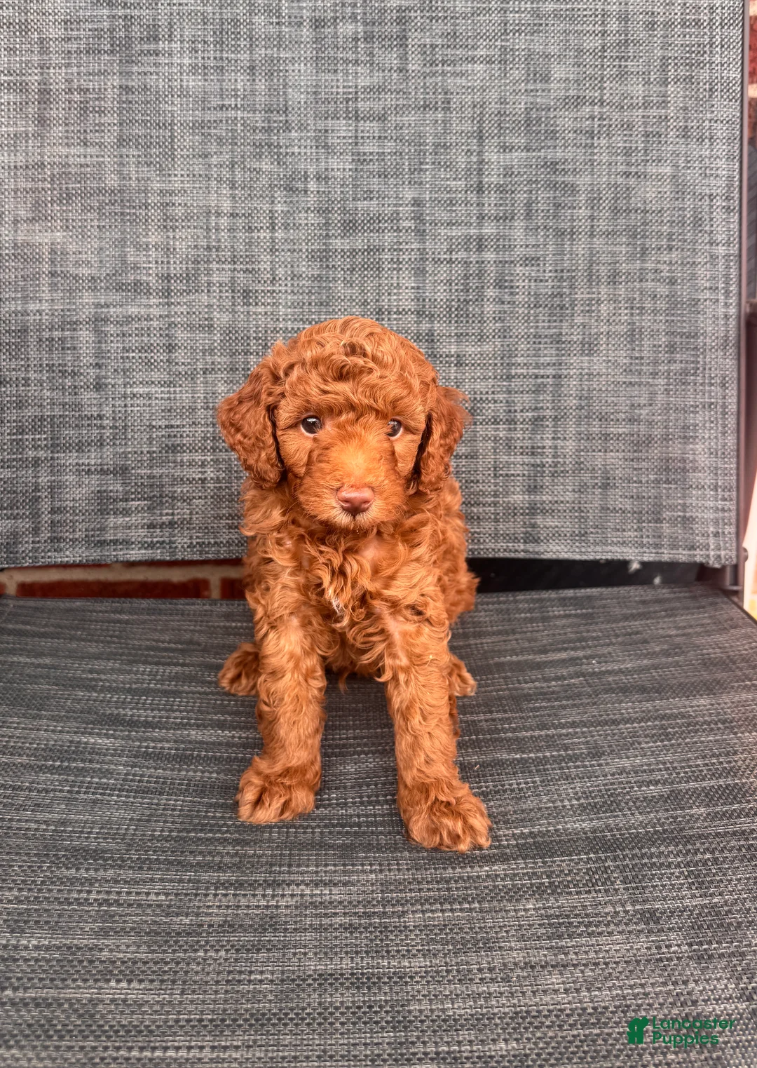 Toy Poodle dogs for sale: Angello  - Ad 2