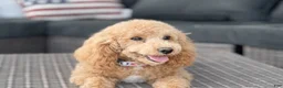 Miniature Poodle dogs for sale: Georgie - Ad 4