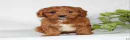 Cavapoo dogs for sale: Cooper - Ad 2