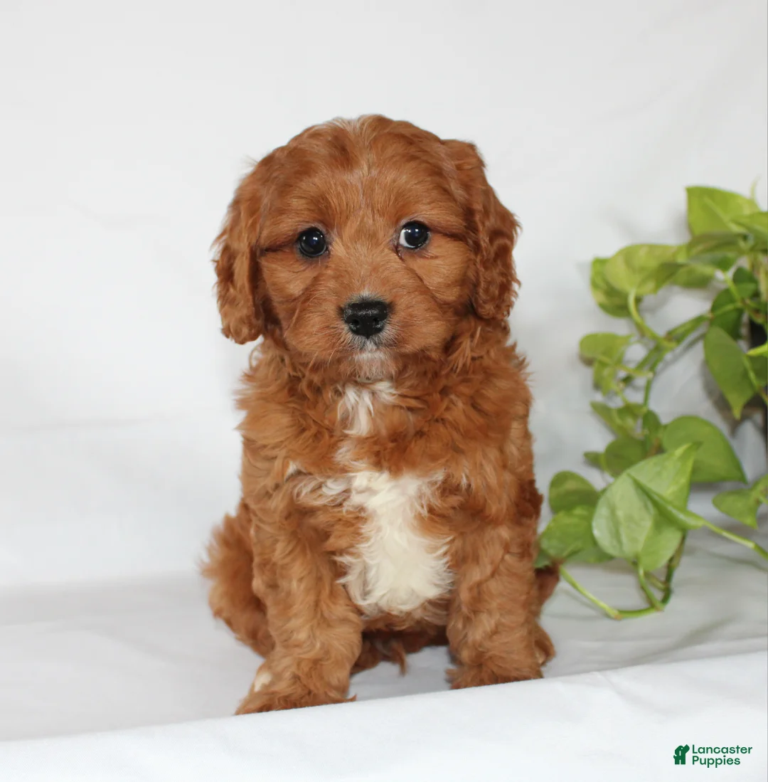 Cavapoo dogs for sale: Cooper - Ad 2