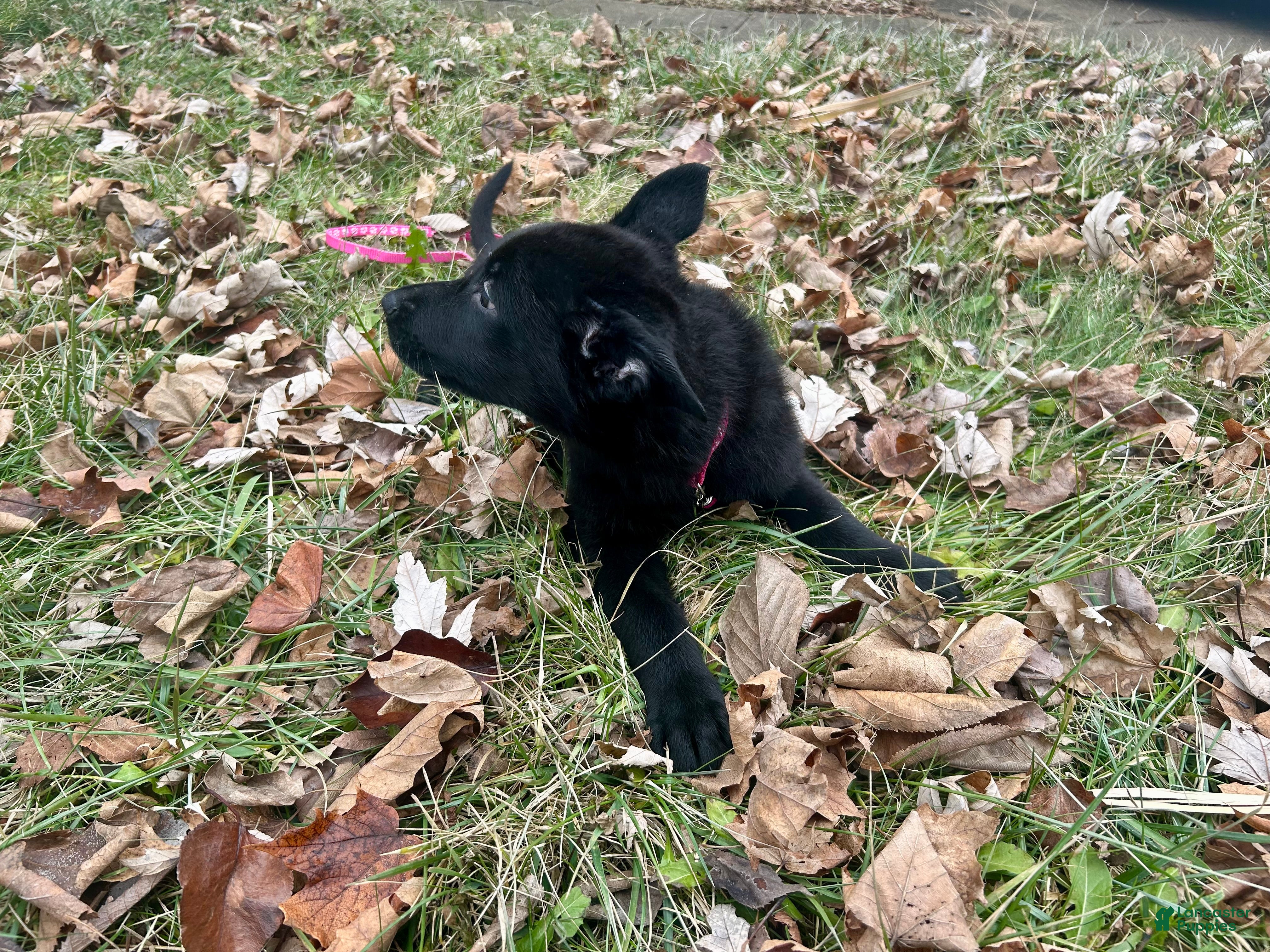 German Shepherd dogs for sale: German Shepherd Puppy Hot Pink/Black - Ad 3